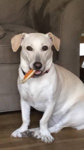 12376604_10153840455589216_4596400294403210722_n