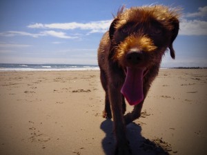 Wally-at-Fort-Tilden-300x225