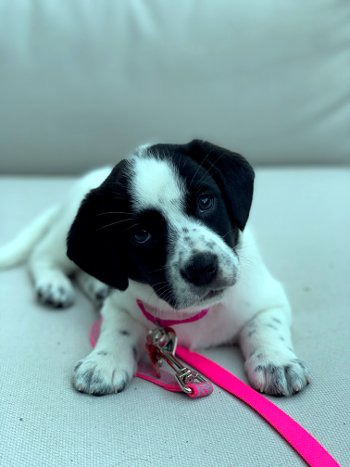 black and white beagle like snoopy